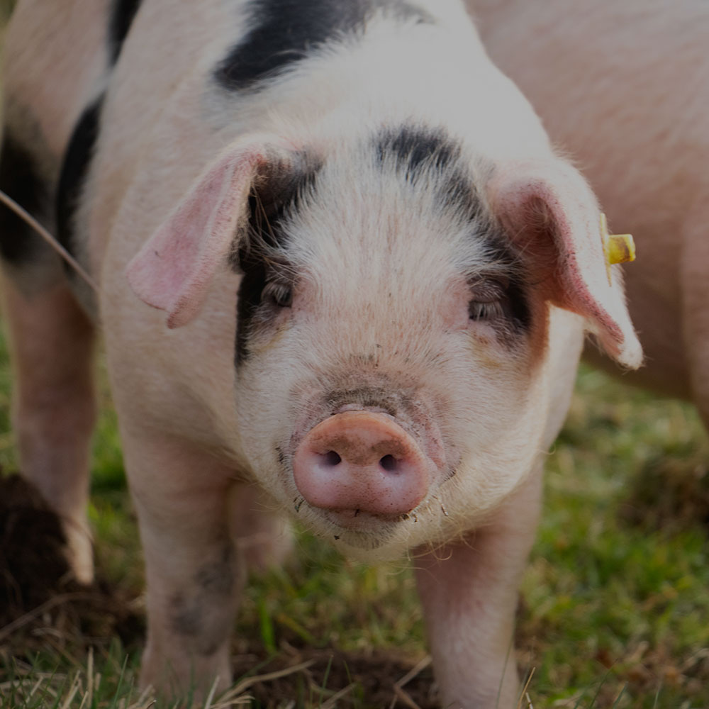 Hormel joins Tyson Foods, JBS in removing drug banned by China from hog