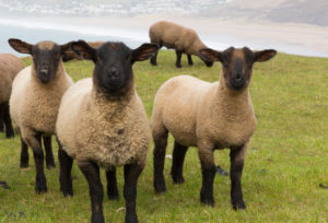 Group of sheep with black face and legs looking to camera