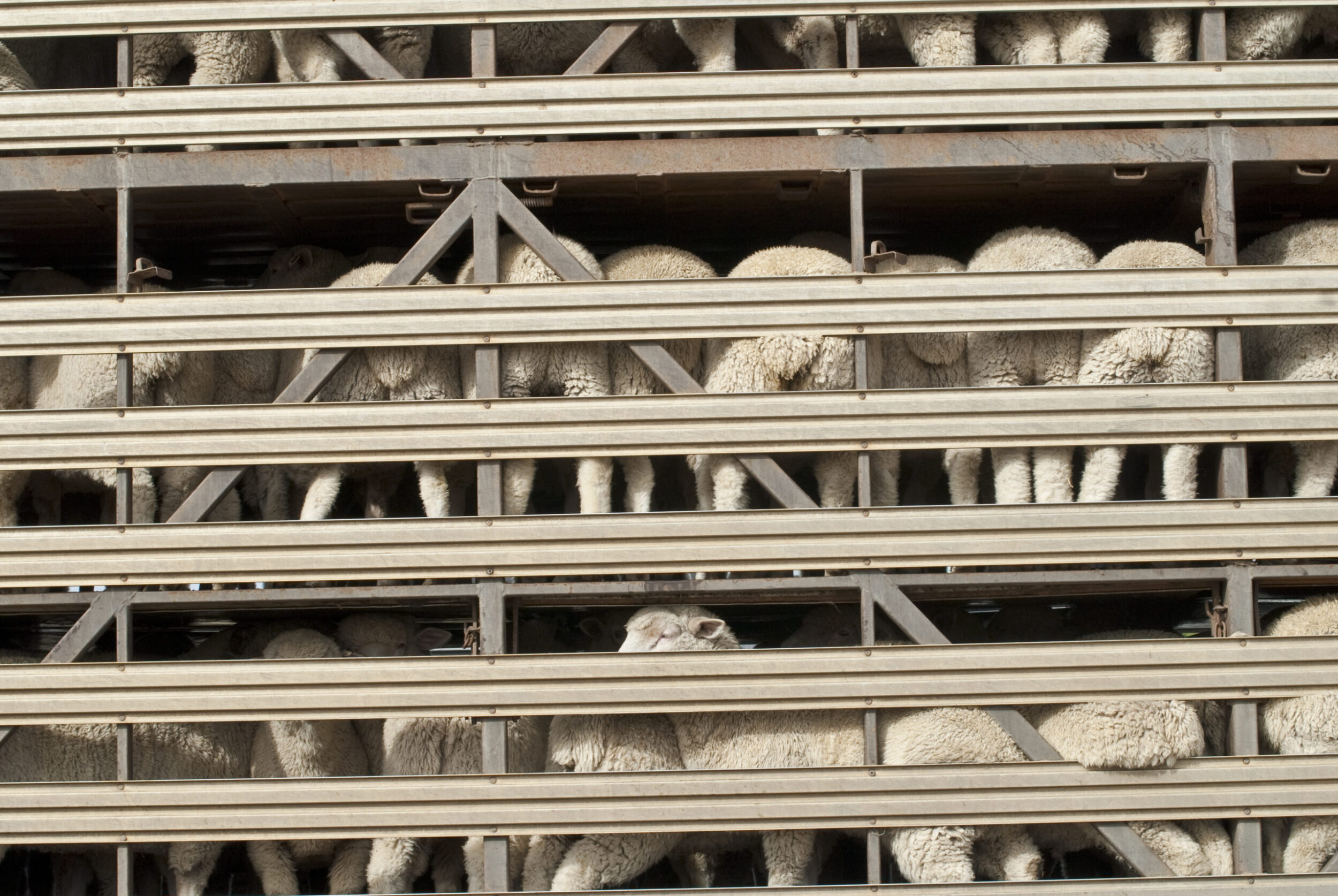 Live animal exports to be banned in England and Wales Meatex