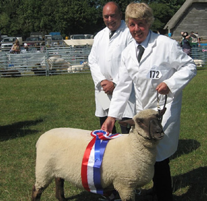 Fresh Lamb Meat, Dorset Down Sheep for Sale: Pulborough, Sussex