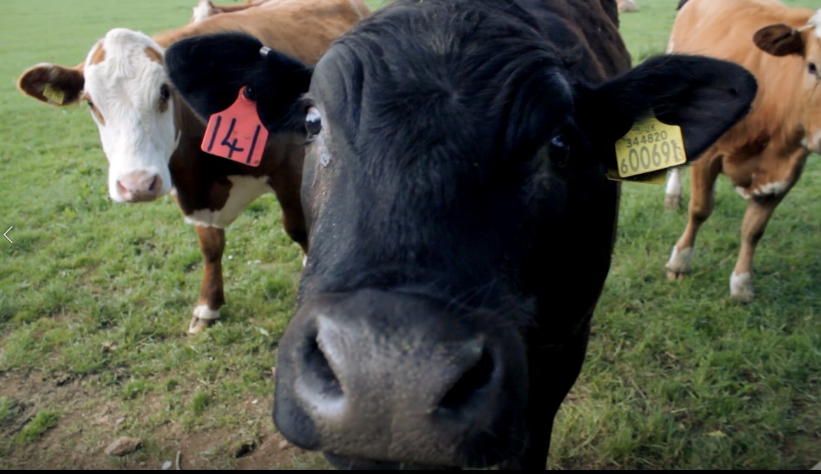 Irish meat industry condemns cull plans to take out 200,000 cows | Meatex