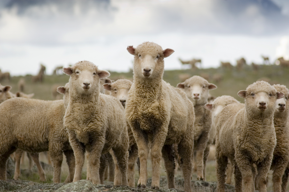 British lambs grazing on green pastures during Love Lamb Week