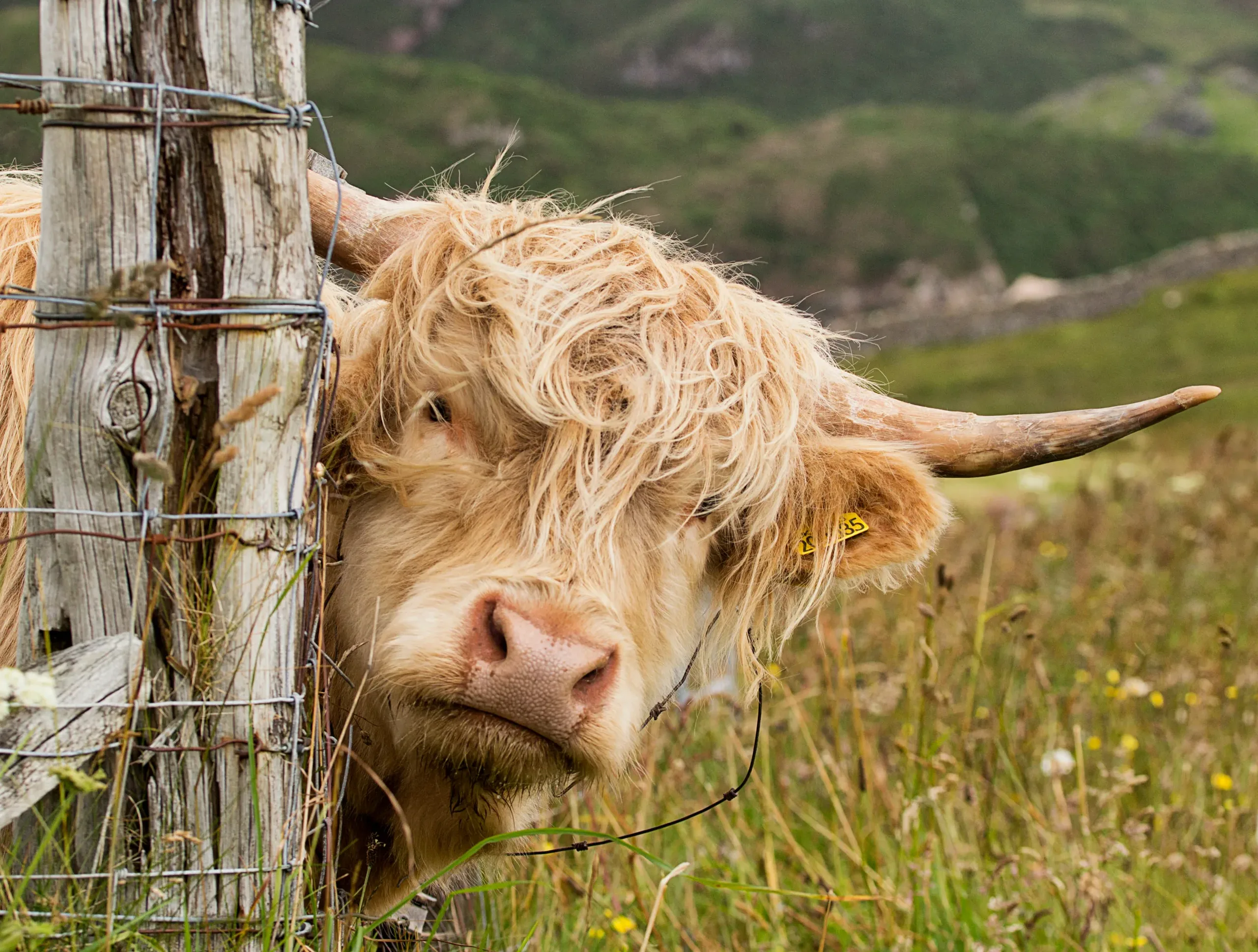 Scottish government changes farming payments from 2025 Meatex