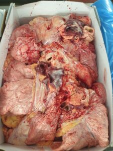 Beef Lungs