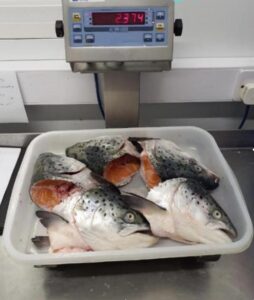 Salmon Heads 400g+