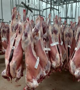 Lamb Carcass