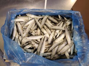 IQF Sprats