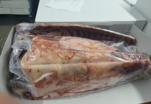 Venison Saddles