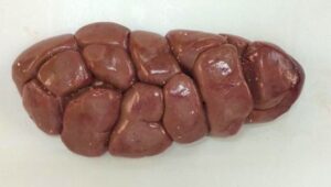 Beef Kidney