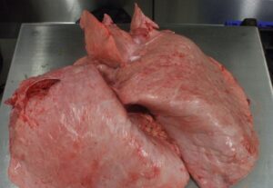 Frozen Ox Lites/Lungs