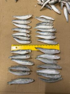Baltic Sprats