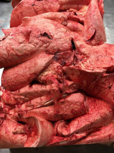 Frozen Lamb Lobes with Trachea
