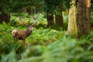 stag, deer, venison, UK Game Season