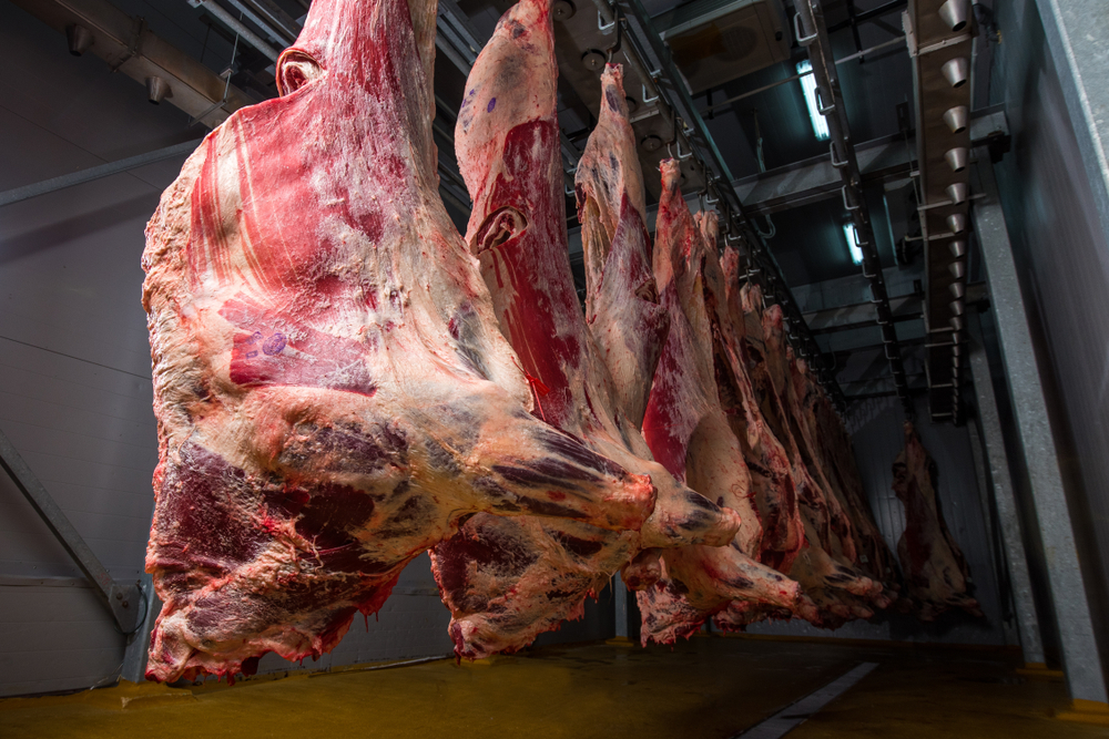 new-halal-abattoir-opens-in-west-yorkshire-meatex-news