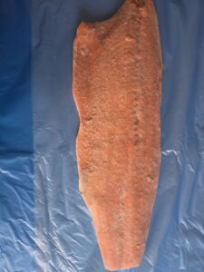 UK IQF Salmon Fillets 1–1.5kg